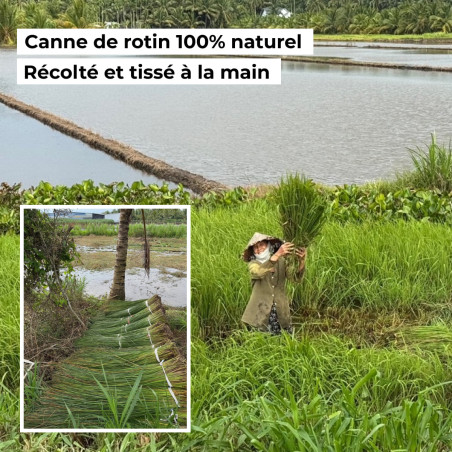 Récolte du cannage Nordlinger