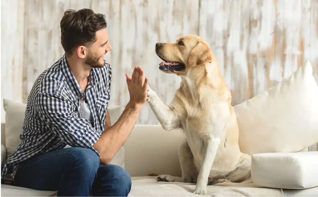 Sécurité animaux