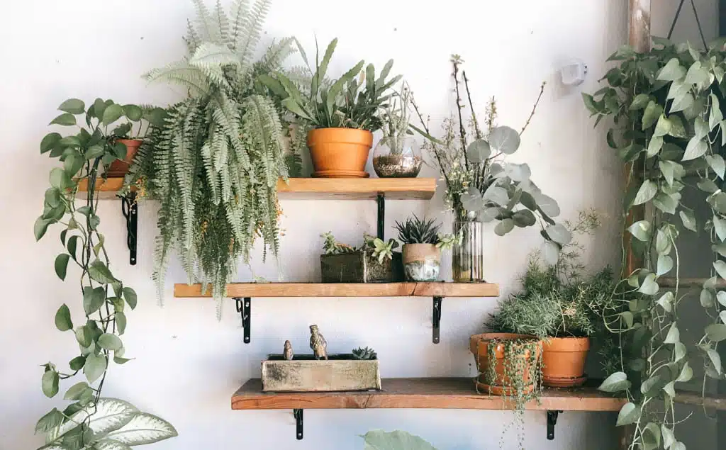 étagere bois et métal avec plante verte