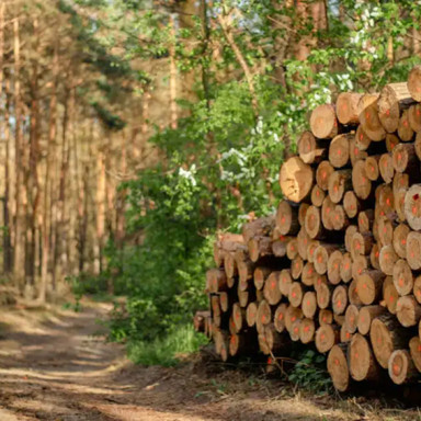 Transition vers des matériaux certifiés FSC et PEFC : un engagement environnemental fort