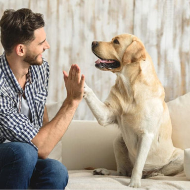 Barrière pour chien sans percer