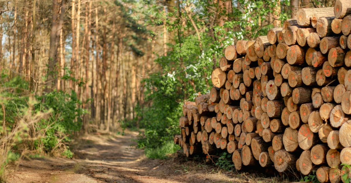 Bois issu de forêt durablement gérée